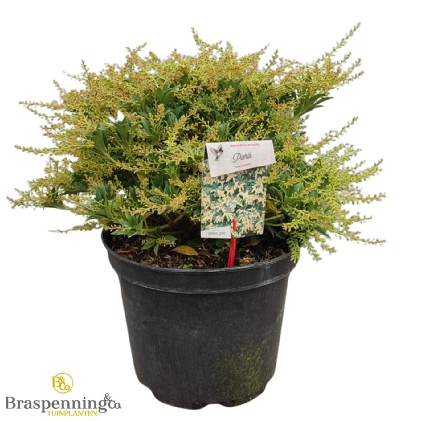 Pinus taiwanensis - C10 40-50 CM